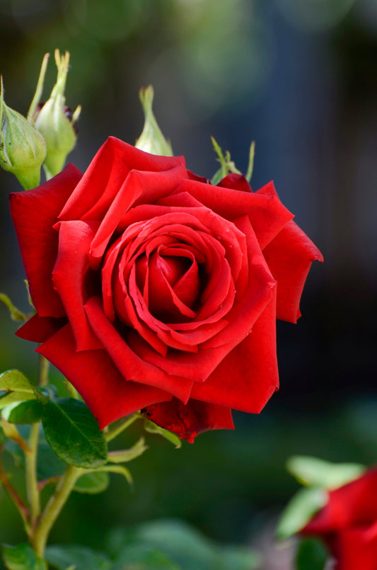 Natural vs Synthetic Fragrances: Cost and Safety