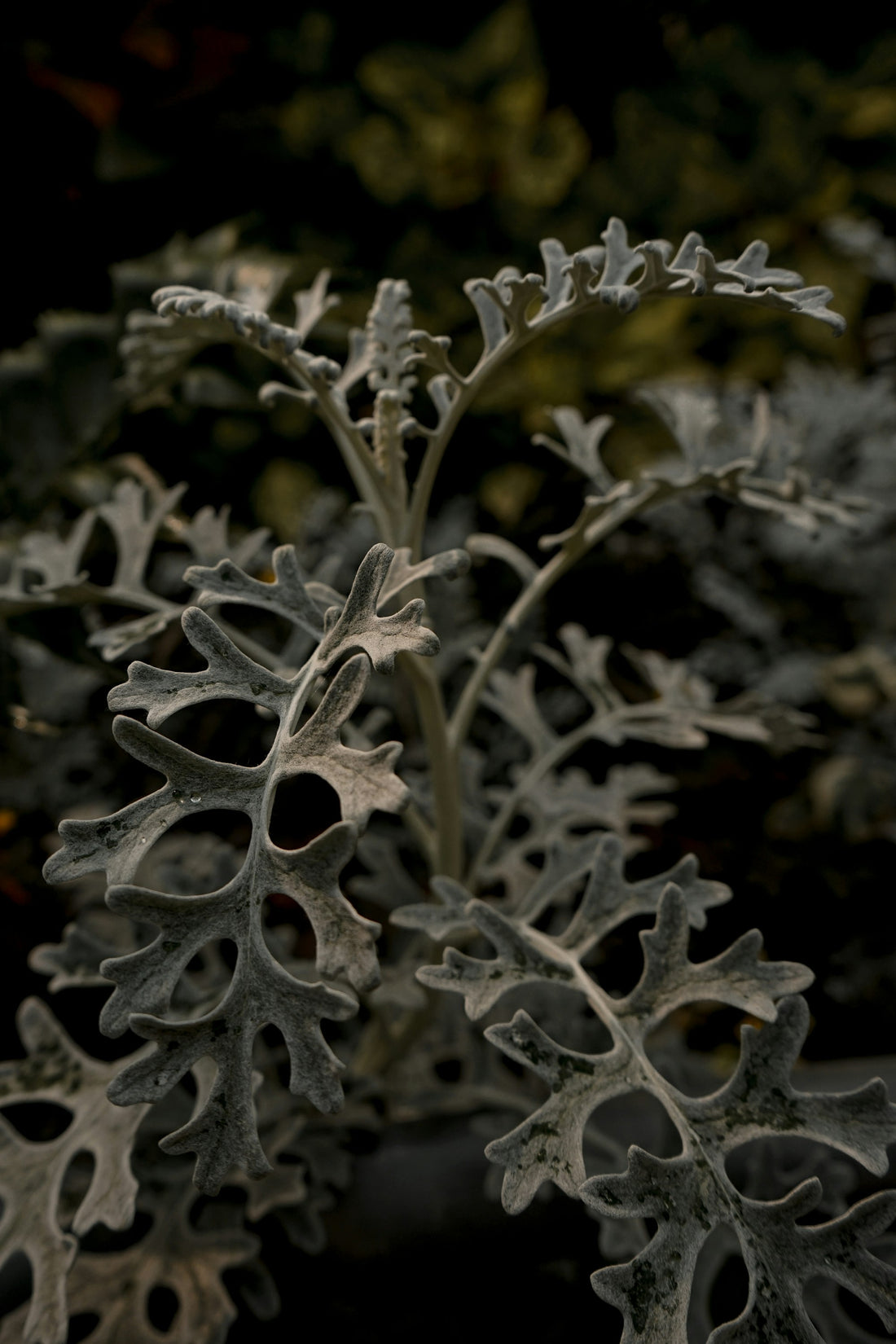 7 Natural Ingredients That Make Aluminum-Free Deodorant Work